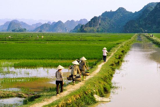 Bỏ thời hạn sử dụng đất nông nghiệp: Nên hay không?